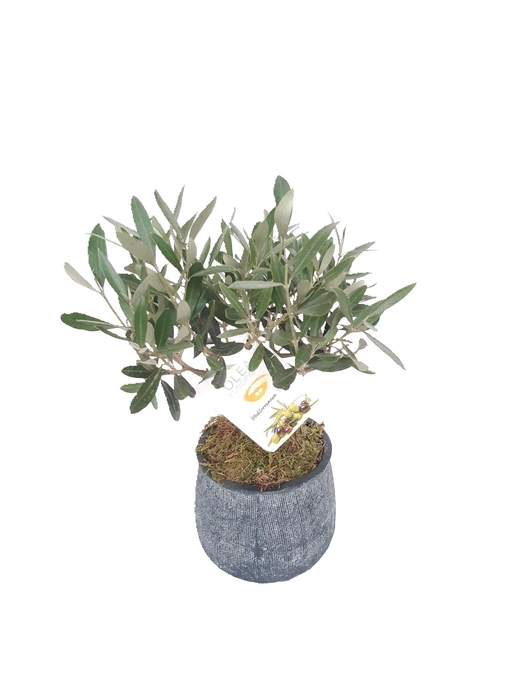 <h4>Arr.   Tuinplanten L%</h4>