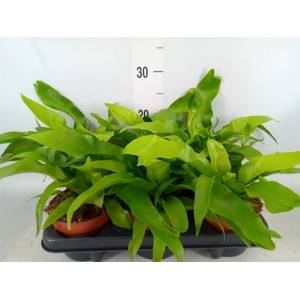 Asplenium antiquum