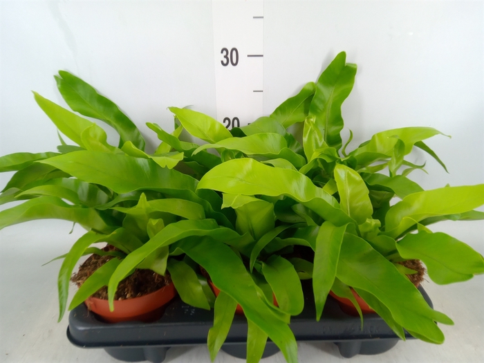 <h4>Asplenium antiquum</h4>
