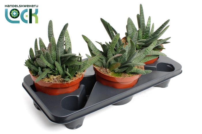 <h4>Gasteria minor</h4>