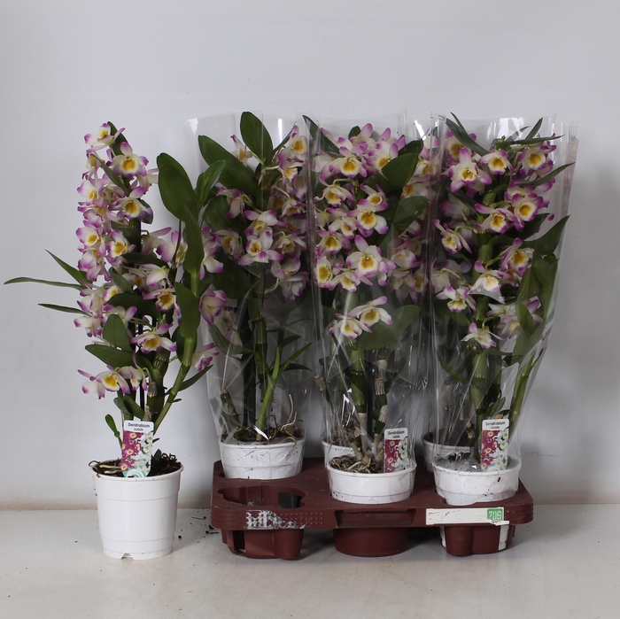 <h4>DENDR N BRIGHT EYES</h4>