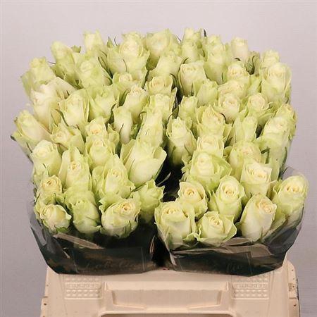 <h4>R Gr Athena</h4>