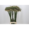 Allium Nectaroscordum Siculum