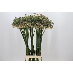 Allium Nectaroscordum Siculum