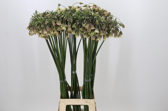 <h4>Allium Nectaroscordum Siculum</h4>