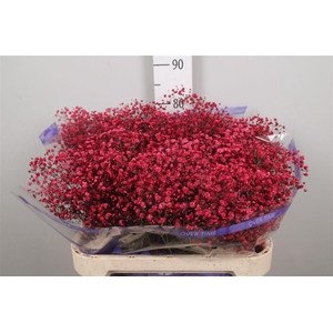 Gyps Overtime Dark Red (box)
