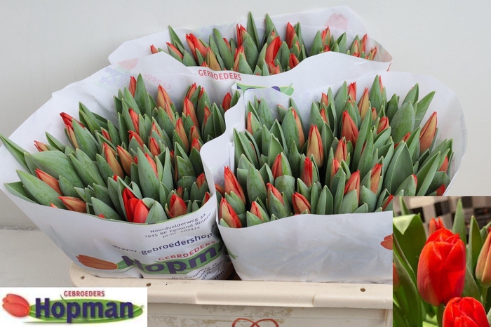 <h4>TU EN RED SOLDIER</h4>