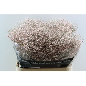 Gyps Grof Soft Pink (dip)