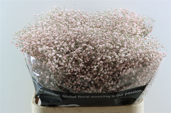 <h4>Gyps Grof Soft Pink (dip)</h4>