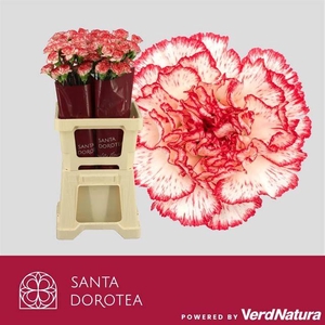 DI ST OV ROZE/WIT