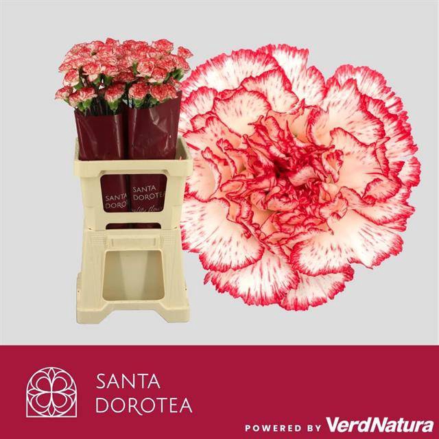 <h4>DI ST OV ROZE/WIT</h4>