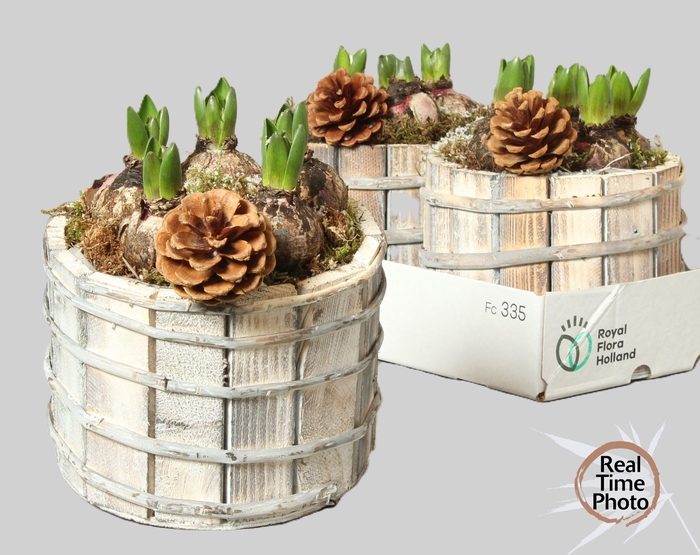 <h4>ARR HYACINTH</h4>