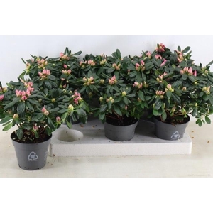 Rhodo Si Michelle-ma