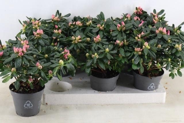 <h4>Rhodo Si Michelle-ma</h4>