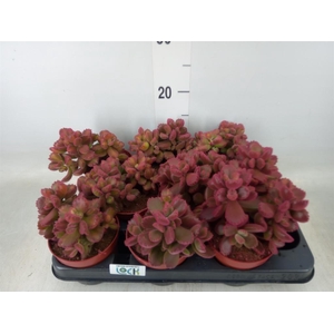 Cotyledon tome. ladys.