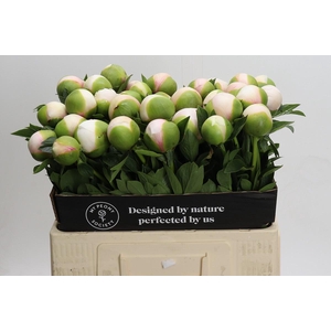 Paeonia Colonel Owen Cousins