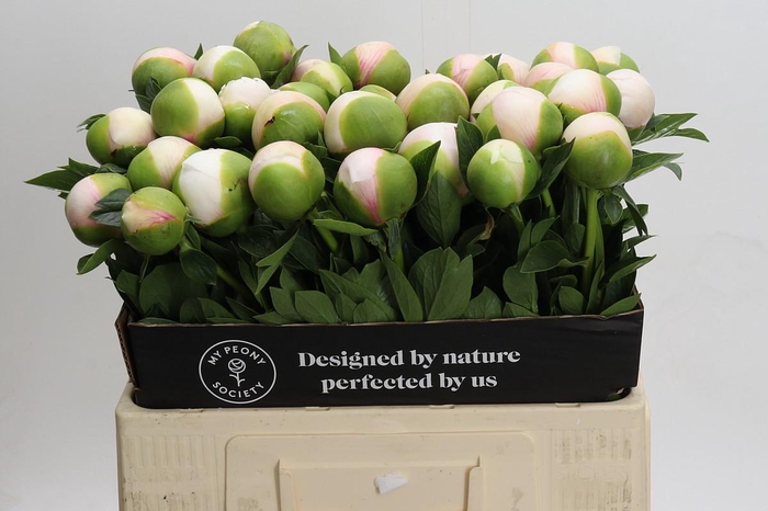 <h4>Paeonia Colonel Owen Cousins</h4>