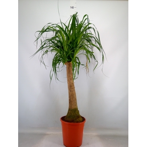 Beaucarnea recurvata