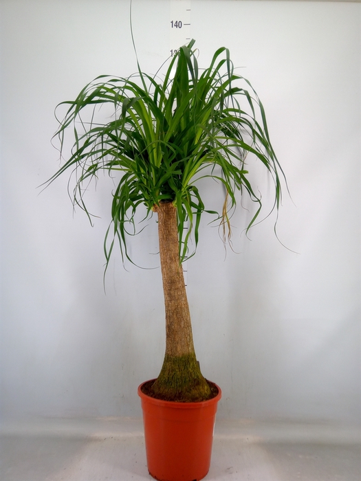 <h4>Beaucarnea recurvata</h4>