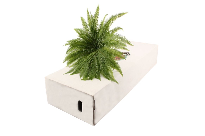 <h4>Umbrella Paraplu Fern</h4>