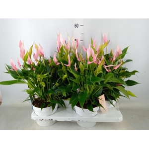 Anthurium andr. 'Lilli'