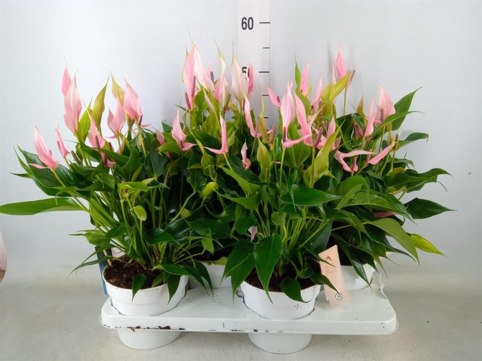 <h4>Anthurium andr. 'Lilli'</h4>