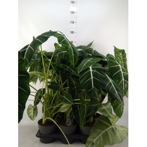 Alocasia   ...