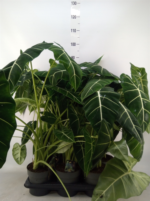 <h4>Alocasia   ...</h4>