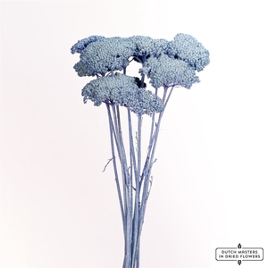 Dried Achillea X5 Frosted Purple Bunch