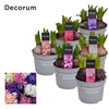 Hyacint Gemengd 5 Kleuren