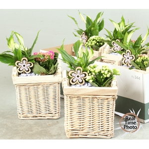 Arr Kamerpl vierkant