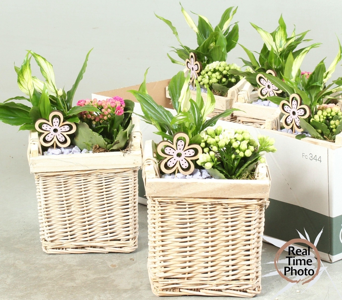 <h4>ARR KAMERPL</h4>