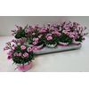 Dianthus Pink Kisses