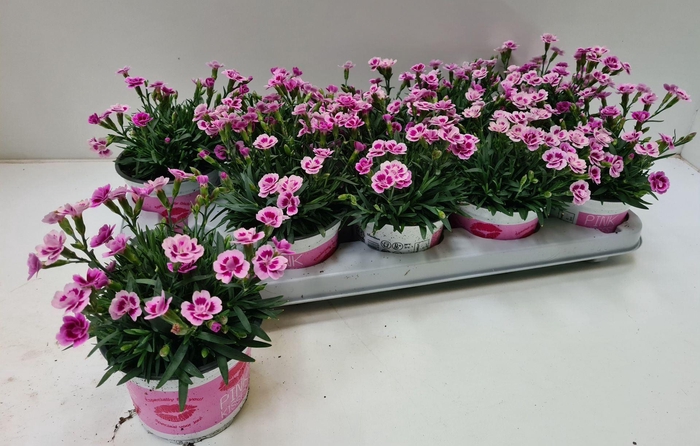 Dianthus Pink Kisses