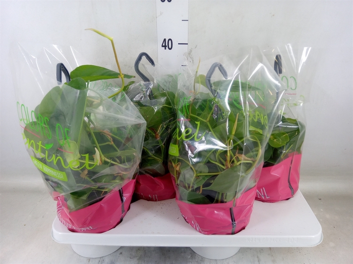 <h4>Philodendron scand.</h4>