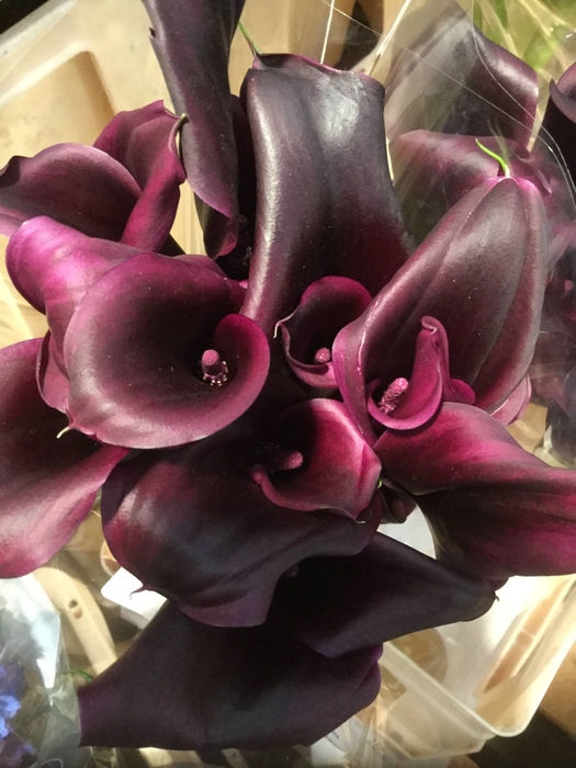 CALLA ODESSA CALLA ODESSA