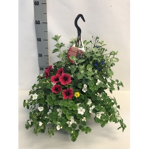 Hanging plant   ...