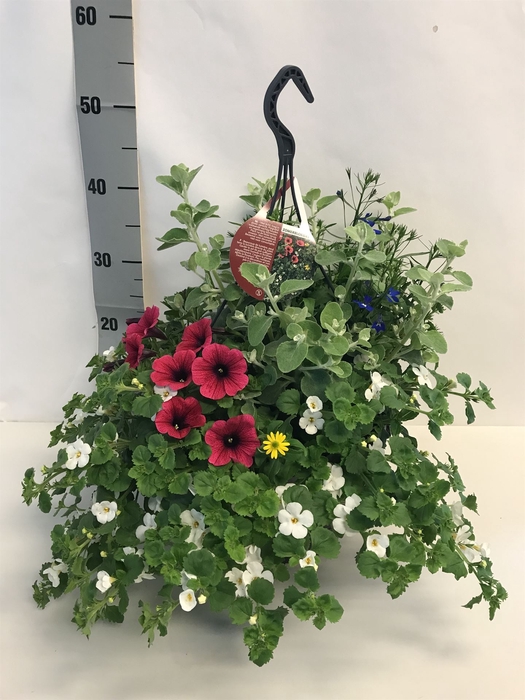 <h4>Hanging plant   ...</h4>