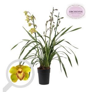 Cymbidium groen 4 tak