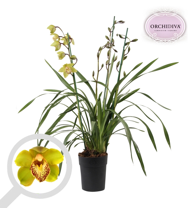 <h4>Cymbidium groen 3-4 tak</h4>