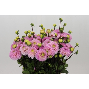 Dahlia Wizard of Oz