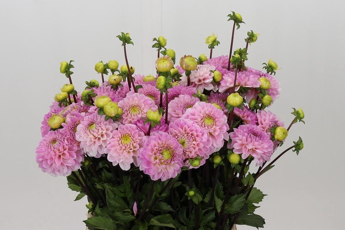 <h4>Dahlia Wizard of Oz</h4>