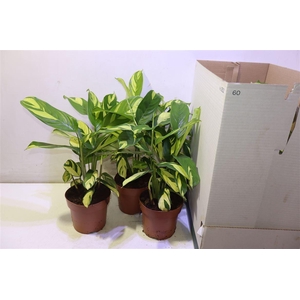 Ctenanthe P Golden M