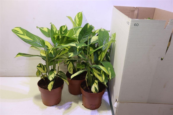 <h4>Ctenanthe P Golden M</h4>