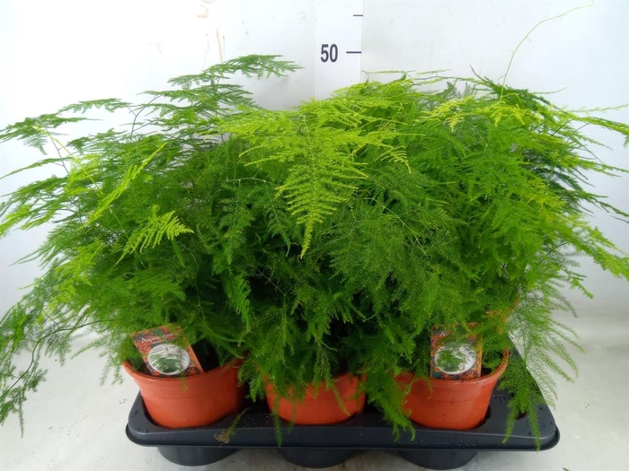 <h4>Asparagus setaceus</h4>