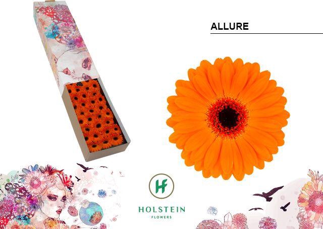 <h4>Germini Allure Doos</h4>