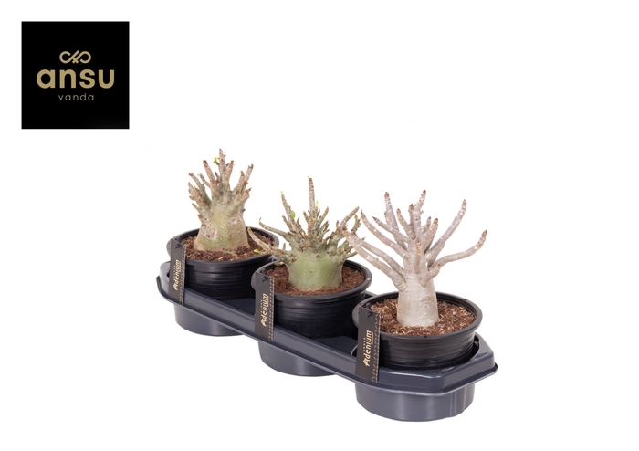 <h4>Adenium Baobab</h4>