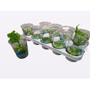 DRIJFPLANTEN GEM stock