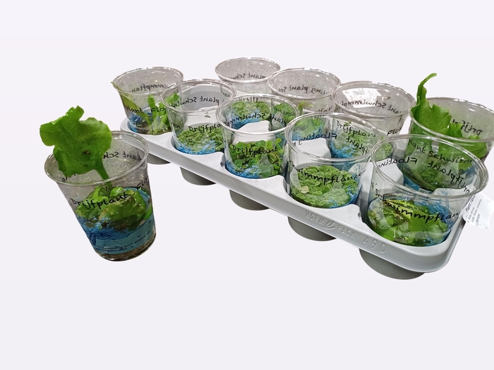 <h4>DRIJFPLANTEN GEM stock</h4>