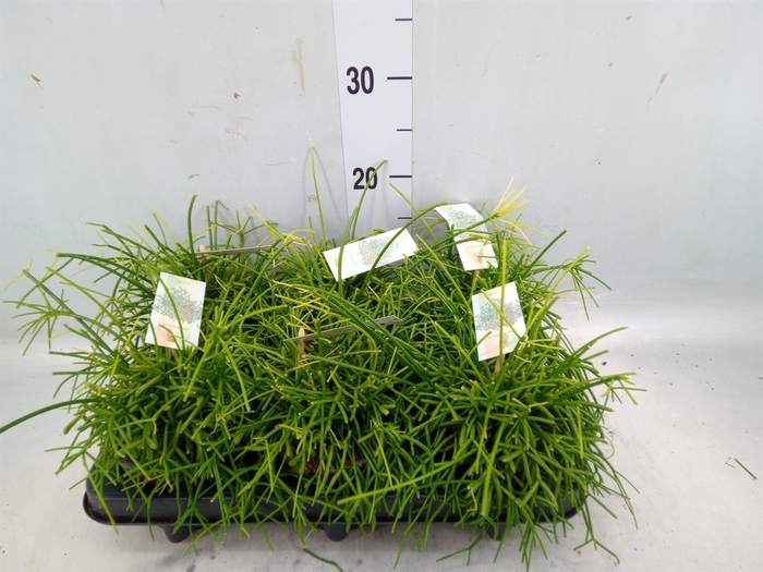 <h4>Rhipsalis baccifera 'Oasis'</h4>